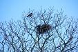 Some crows with their nest