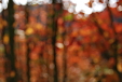 Autumnal blur