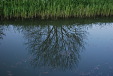 Reflection of tree, Reach Lode