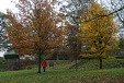Autumn trees, R's coat