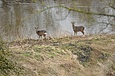 Deer by the River Aire