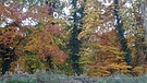 Autumn trees in Anglesey Abbey