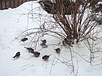 Sparrows dig for snacks
