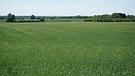 Early summer fields