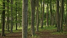 Cambridgeshire - Beechwoods Nature Reserve