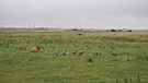 Cow and geese