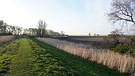 Bank of Little Ouse River