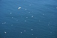 Gannets and kittiwakes