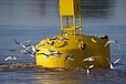 Seagulls fish in the tidal wake of a navigation buoy