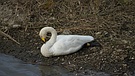 Lil the whooper swan